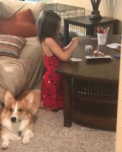 Crafting with her bestie #perrythecorgi